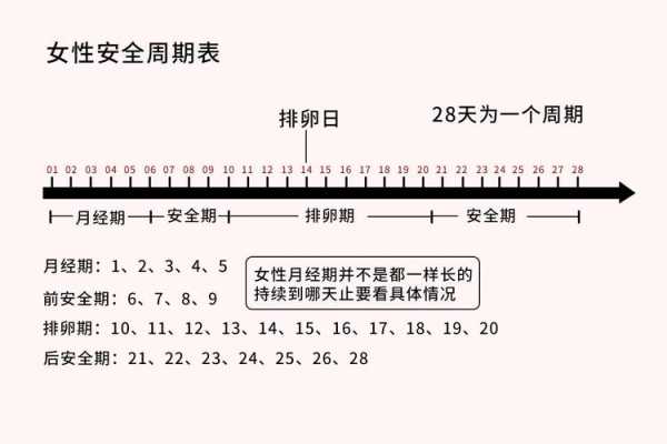 排卵从哪里排（每月排卵几个？排卵最明显的症状是什么）-图2