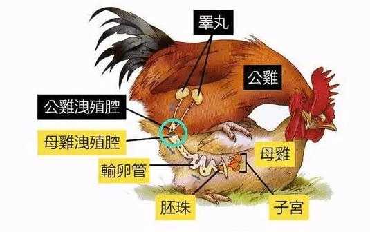 公鸡怎样给鸡蛋受精？公鸡的性器官长在哪里？母鸡的呢,鸡睾丸在哪里能买到-图2