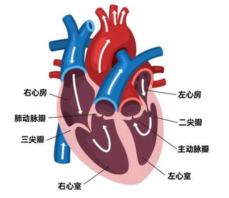 强心脏哪里看（请教一下，中医理论“心主神明”所说的“心”，是不是“心脏”）-图2