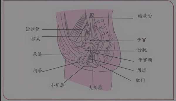 女外阴是哪里（女性外阴有多少种）-图1