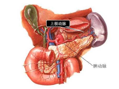 腹动脉在哪里（前腹壁下腹准确位置）-图2