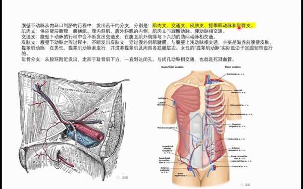 腹动脉在哪里（前腹壁下腹准确位置）-图1