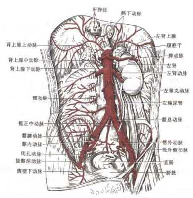 腹动脉在哪里（前腹壁下腹准确位置）-图3