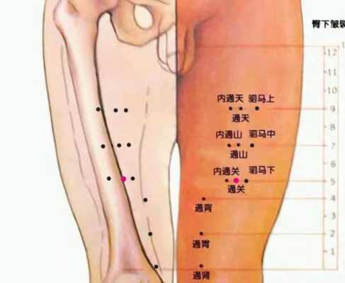 腿间在哪里（腿中间位置叫什么）-图2