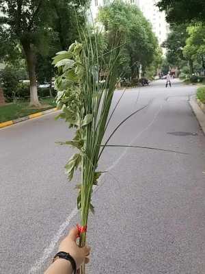 端午节来了，挂在门口的艾草是正着还是倒着呢,五月节艾草挂在哪里-图3