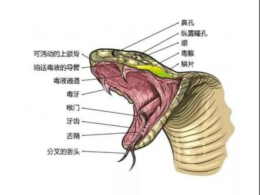 蛇生活在什么地方，它们的天敌有毒吗,毒舌是在哪-图3