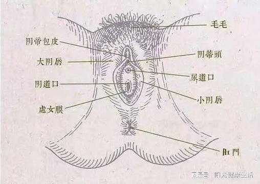 女性外阴指的是哪里（阴道口在哪里）-图3