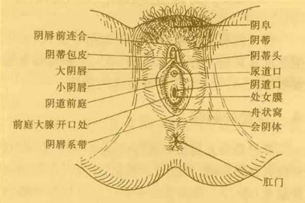 女性外阴指的是哪里（阴道口在哪里）-图1