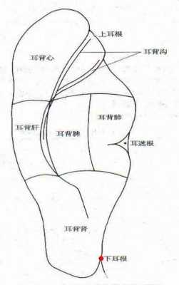 耳根在哪里图解（耳根在哪 图解）-图3