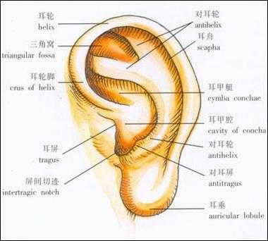 耳根在哪里图解（耳根在哪 图解）-图2