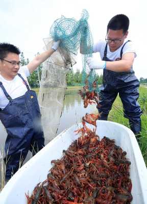 去农村捉小龙虾的话，一般在什么地方比较多？应该怎么捉比较好,龙虾在哪啊-图2