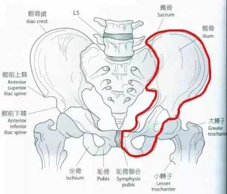 为什么一些人髋关节很宽,髋宽是什么结构-图1