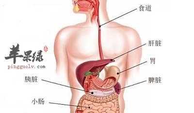 脾在人体的位置,人的脾脏在哪里图片-图1