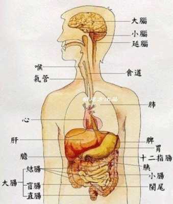 脾在人体的位置,人的脾脏在哪里图片-图2