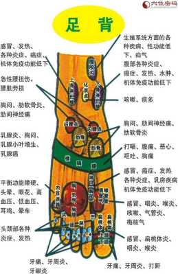 脚底相对应器官,甲状腺反射区在哪里视频-图1