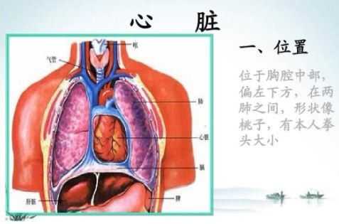 男人的心脏在哪里（人的心脏大小大概有多大）-图2