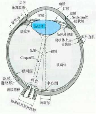 眼睛前房是哪里图片（眼睛前房是哪里图片）-图1