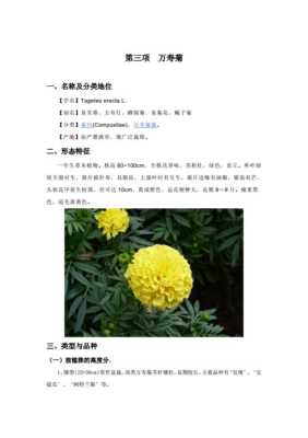 花卉种植技术在哪里学（花卉种植技术在哪里学比较好）-图3