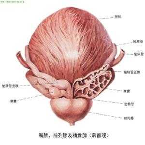 男性生殖器哪里最敏感-图3