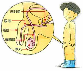 男性生殖器哪里最敏感-图1