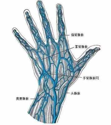 手上静脉在哪里（手上的大动脉在哪）-图2