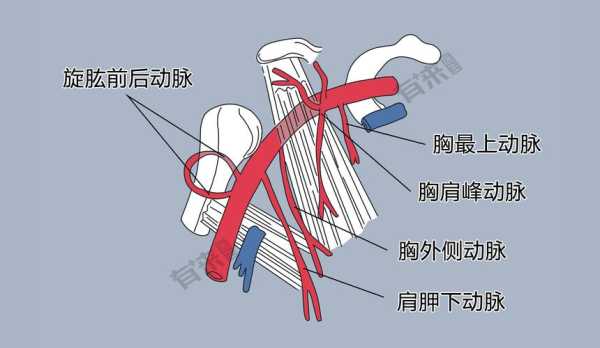 腋下动脉在哪里（腋下动脉在哪个位置）-图1