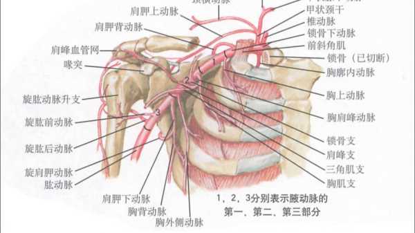 腋下动脉在哪里（腋下动脉在哪个位置）-图2