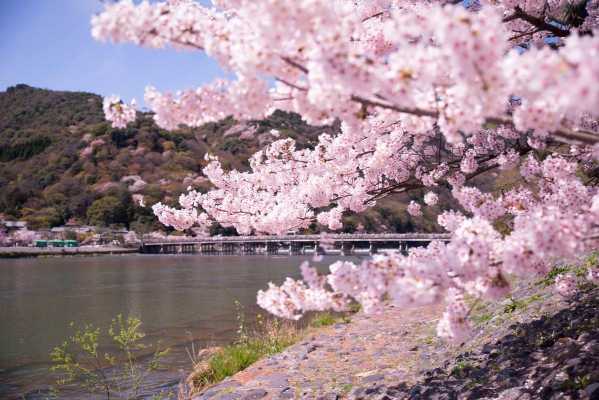 京都哪里看樱花（京都哪里看樱花最好）-图3