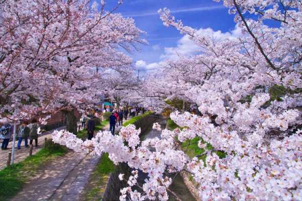 京都哪里看樱花（京都哪里看樱花最好）-图2