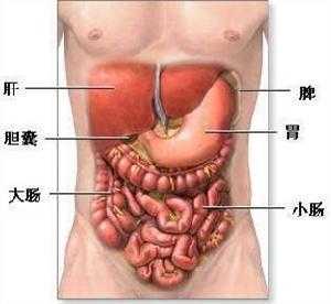 胃在哪里啊（胃脘在人体的什么位置）-图2