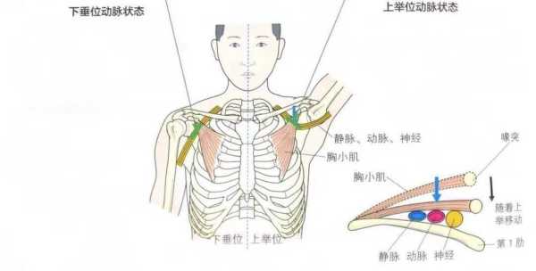 胸小肌在哪里（人体哪里的肌肉最少）-图2