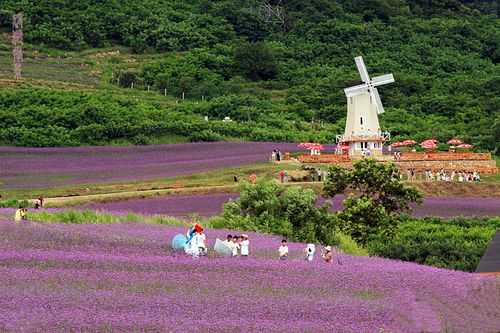 青岛薰衣草庄园在哪里（青岛薰衣草庄园在哪里啊）-图2