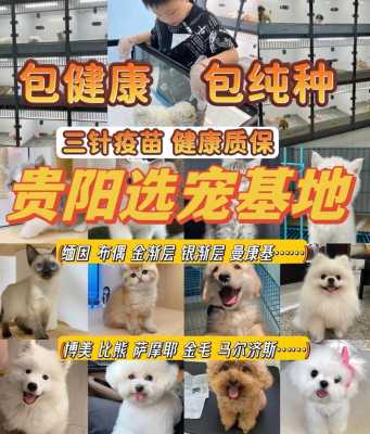 贵阳哪里有犬舍（贵阳哪里有犬舍养殖基地）-图1