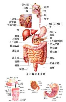 女人的胃在哪里（女孩子的胃到底能装多少东西）-图1