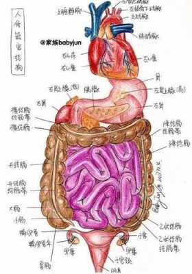 女人的胃在哪里（女孩子的胃到底能装多少东西）-图2