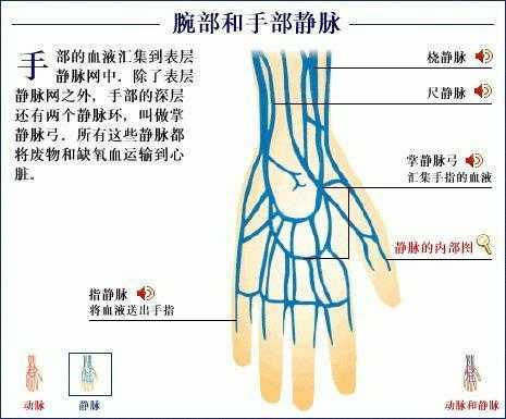 手腕的静脉在哪里（手腕的静脉在哪里）-图1