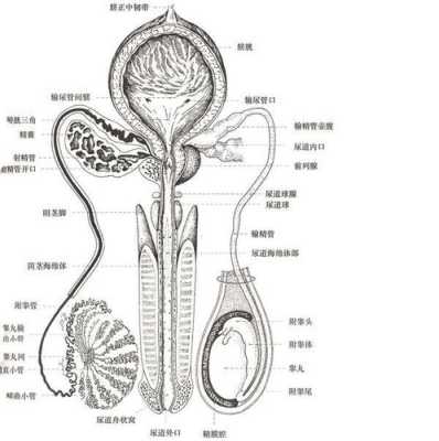 中国精子库在哪里-图2