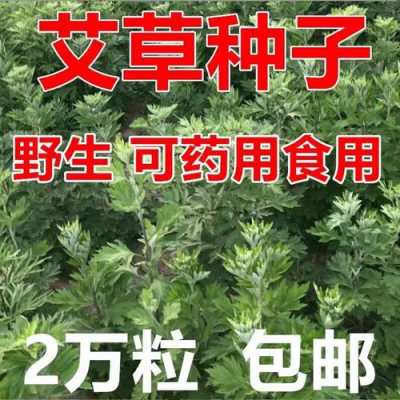 艾蒿种子哪里有卖的（艾蒿种子哪里有卖的啊）-图2