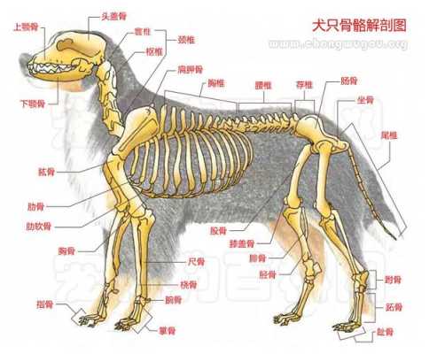 狗的髋关节是哪里（狗的髋关节是哪里）-图1