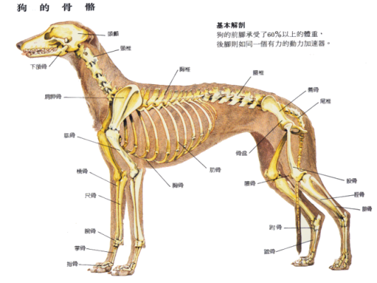 狗的髋关节是哪里（狗的髋关节是哪里）-图2