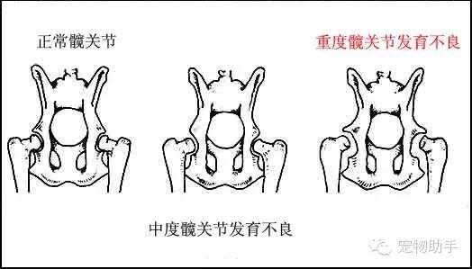 狗的髋关节是哪里（狗的髋关节是哪里）-图3