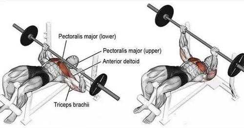 下斜卧推练哪里（下斜卧推练哪个部位）-图2