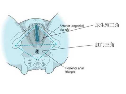 人身体有几个危险三角区,身体的三角区是指哪里-图3