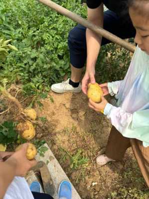 土豆哪里挖土豆地里挖一挖一麻袋（土豆哪里挖土豆地里挖一挖一麻袋）-图1