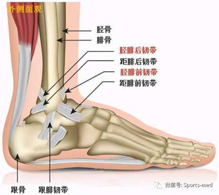 后踝在哪里（脚踝是哪段部位请附图并圈出来）-图1