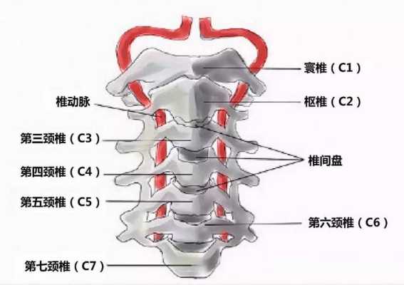 颈椎指哪里（颈椎指哪里）-图1