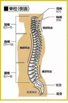 颈椎指哪里（颈椎指哪里）-图3