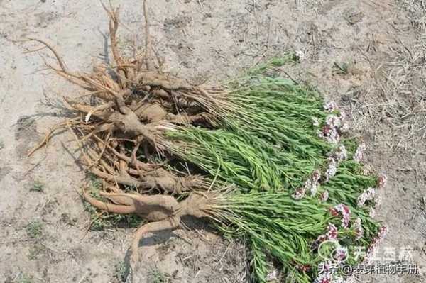 10种野生药用植物的名称（珍贵一点的）,哪里收狼毒药材-图3