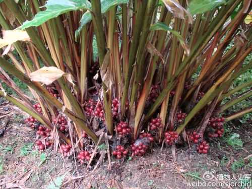 草果适宜哪些地方栽培？经济效益咋样,草果适合哪里种植呢-图2