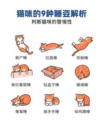 请问你们的猫在哪儿睡觉？睡觉啥姿势,猫晚上睡哪儿-图1